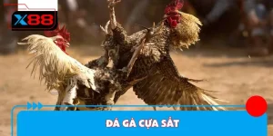 Đá Gà Cựa Sắt - Kinh Nghiệm Cược Luôn Thắng Tại X88