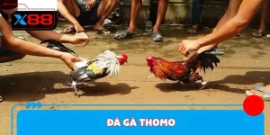 Đá Gà Thomo Tại X88 - Luật Chơi Cơ Bản Cho Người Mới