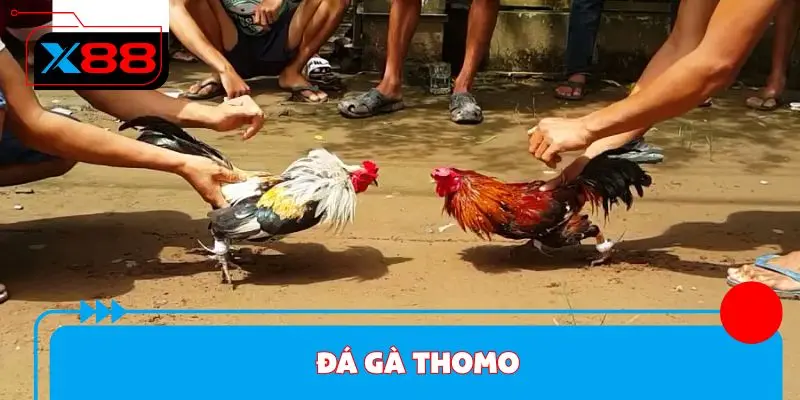 Đá Gà Thomo Tại X88 - Luật Chơi Cơ Bản Cho Người Mới