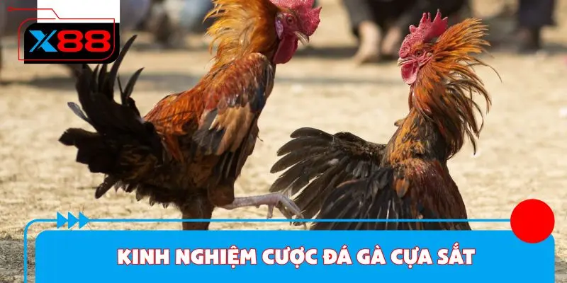 Kinh nghiệm cược đá gà cựa sắt