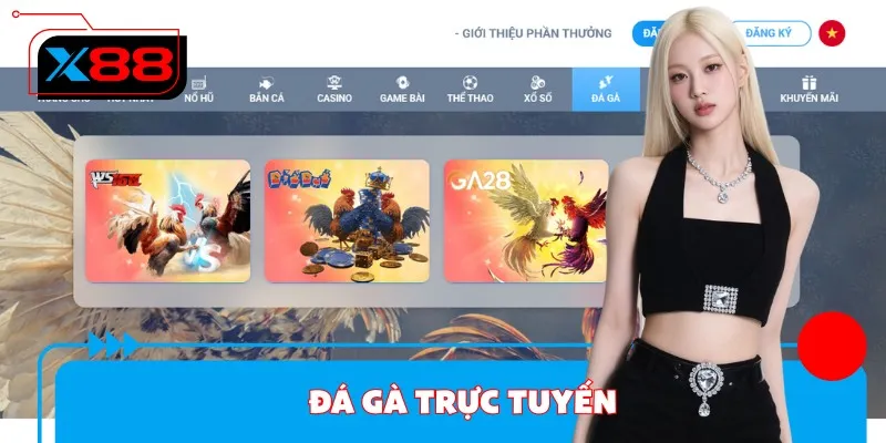 Kê thủ có thể tận mắt chứng kiến hàng ngàn trận đá gà 4K